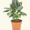 Rubber Tree 'Burgundy', Small -Home Living Store 4FICUS RUBBER 1 feacf115 3459 4333 ba03 c492e7daed4c