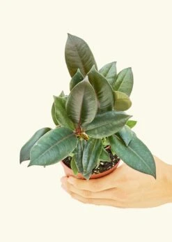 Rubber Tree 'Burgundy', Small -Home Living Store 4FICUS RUBBER 3 6418d335 3749 4b76 af34 b80ff19f52fa