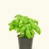 Basil, Small 1 Basil, Small -Home Living Store 4HERB BASIL4PK 1 4dbc898b 6b4a 48ee 9b32 5d2fd8746143