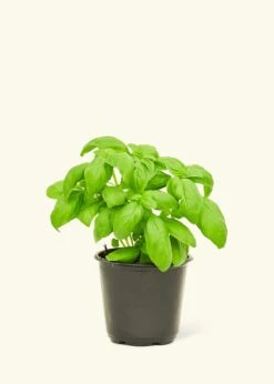 Basil, Small