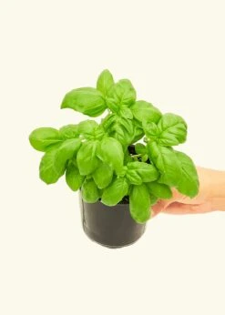 Home Living Store 32 Home Living Store -Home Living Store 4HERB BASIL4PK 2 7ef7a4fc 0722 4bb1 affd d6714521309a