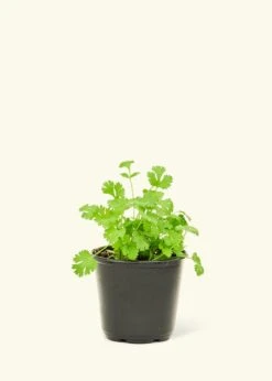 Chef's Choice Herb Kit -Home Living Store 4HERB CILANTRO4PK 1