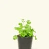 Cilantro, Small 2 Cilantro, Small -Home Living Store 4HERB CILANTRO4PK 1 f18fdec0 5f7e 4d5e ab7e 92c4bf78b8e6