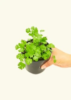 Cilantro, Small -Home Living Store 4HERB CILANTRO4PK 2 4673d61d 07ba 4ed8 85b5 99a675b7bc36