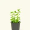 Oregano, Small -Home Living Store 4HERB OREGANO4PK 1 0ed7aeb2 172e 4ace 8faf 110929ff4562