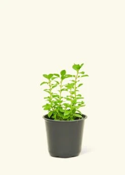 Oregano, Small