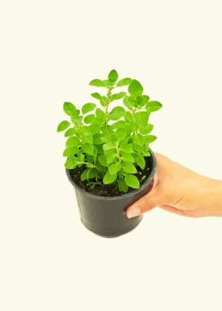 Oregano, Small -Home Living Store 4HERB OREGANO4PK 2 c80192cc 0548 4db8 94dc 10bc25b62f6c