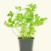 Parsley, Small 1 Parsley, Small -Home Living Store 4HERB PARSLEY4PK 1 55529d2b 3fb0 4b74 8d18 66144c6b5a31