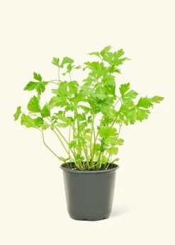 Parsley, Small