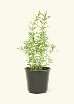 Rosemary, Small
