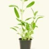 Sage, Small 1 Sage, Small -Home Living Store 4HERB SAGE4PK 1 eea15d32 d4da 41f4 93fb 62947f63dc72