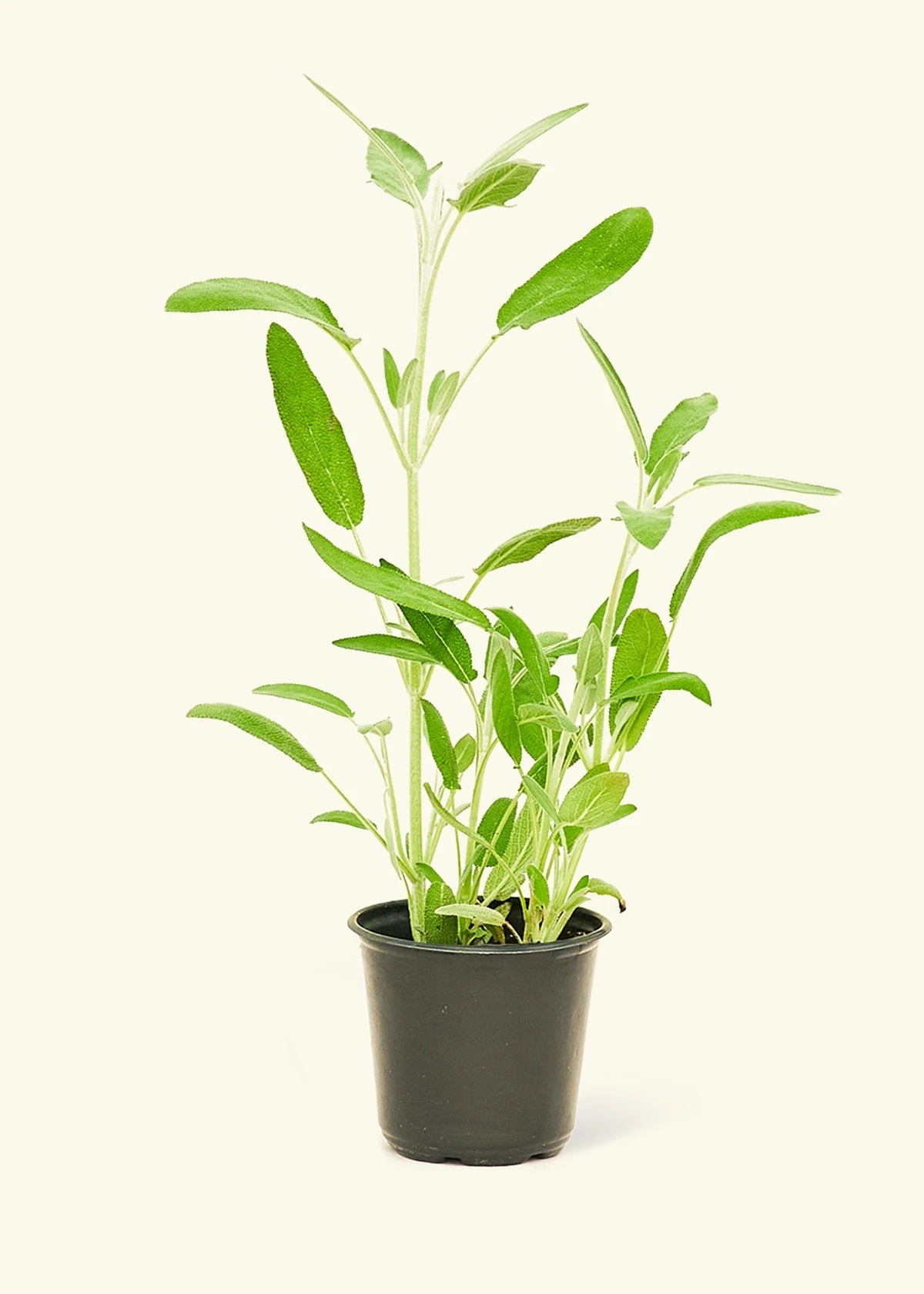 Sage, Small 3 Sage, Small