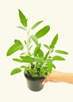 Home Living Store 34 Home Living Store -Home Living Store 4HERB SAGE4PK 2 891dd10c 6aee 4981 ad7c defaa5d4dc67