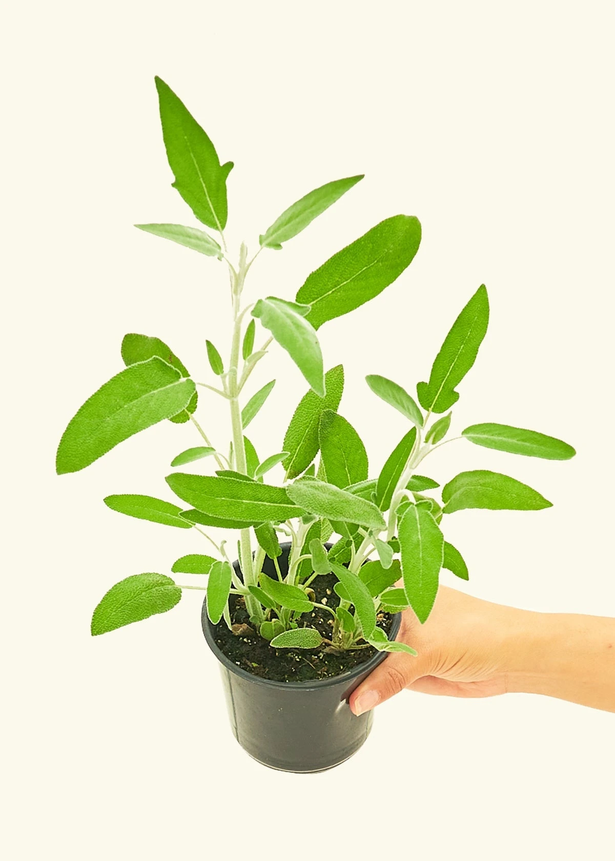 Sage, Small 4 Sage, Small - Image 2