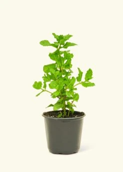 Chef's Choice Herb Kit -Home Living Store 4HERB SPEARMINT4PK 1