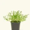 Thyme, Small -Home Living Store 4HERB THYME4PK 1 3186a05b 2f18 45ce 833e 14315921e8fe