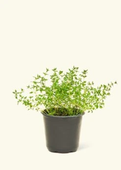 Thyme, Small