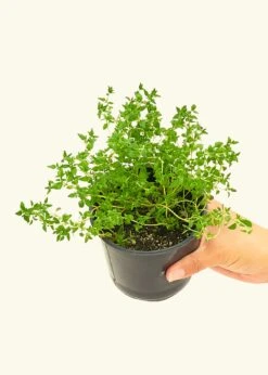 Home Living Store 36 Home Living Store -Home Living Store 4HERB THYME4PK 2 8f9a3a2e 09a3 4800 be68 a89cbf5ff111