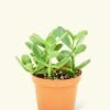 Jade Plant, Small 1 Jade Plant, Small -Home Living Store 4JADE PLANT 1 f4e9efa6 687b 477d aeda 7b07f3fcebcd