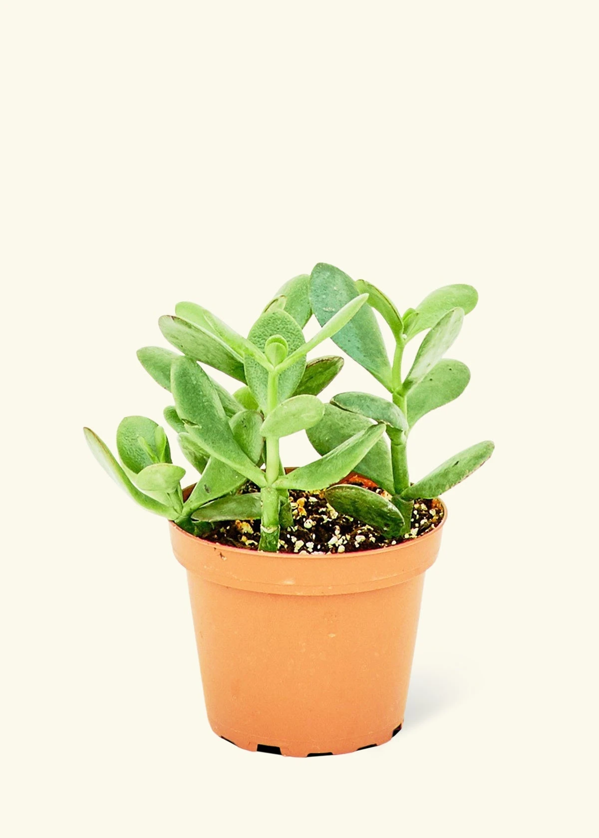 Jade Plant, Small 3 Jade Plant, Small