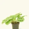 Prayer Plant 'Beauty Kim', Small -Home Living Store 4MARANTA GREEN 1 ee6f8d30 ae29 4d1c bc5f a11a88bedd7b