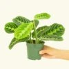 Lemon Lime Prayer Plant, Small -Home Living Store 4MARANTA LEMONLIME 2 ae5ba7f5 7cea 43af 98d3 17272ec60aa0