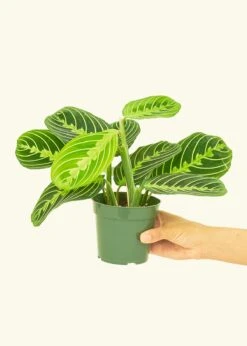 Lemon Lime Prayer Plant, Small