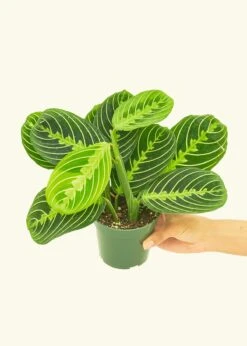 Lemon Lime Prayer Plant, Small -Home Living Store 4MARANTA LEMONLIME 3 adeb151e 8100 4cac b9bc abe787ad7a13