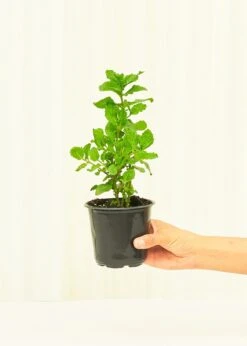 Mint, 4 Pack -Home Living Store 4MINT 2