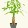 Braided Money Tree, Small -Home Living Store 4MONEY TREE 1 2
