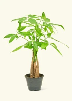Braided Money Tree, Small