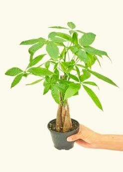Braided Money Tree, Small -Home Living Store 4MONEY TREE 3 2