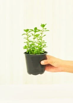 Oregano, 4 Pack -Home Living Store 4OREGANO 2