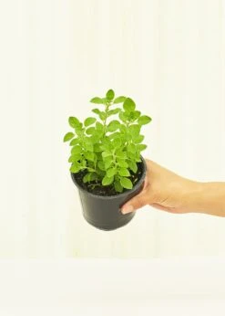 Oregano, 4 Pack -Home Living Store 4OREGANO 3