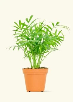 Parlor Palm, Small