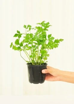 Home Living Store 24 Home Living Store -Home Living Store 4PARSLEY 2 a02176d2 9dd5 4557 9088 c04dc5f2ccce