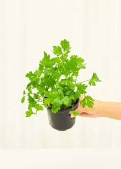 Parsley, 4 Pack -Home Living Store 4PARSLEY 3