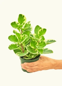Variegated Baby Rubber Plant, Small -Home Living Store 4PEPEROMIA BABYRUBBER 3 1