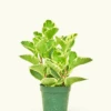 Variegated Baby Rubber Plant, Small -Home Living Store 4PEPEROMIA BABYRUBBER 1