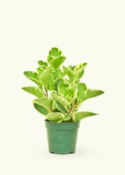 Variegated Baby Rubber Plant, Small