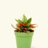 Peperomia 'Rosso', Small -Home Living Store 4PEPEROMIA ROSSO 1 1 a9208660 ad86 4786 8f87 8885bd0c0ab9
