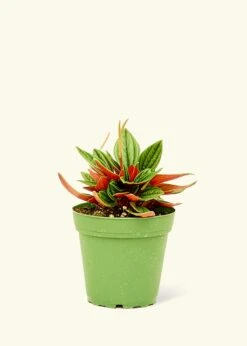 Peperomia 'Rosso', Small