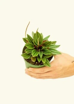 Peperomia 'Rosso', Small -Home Living Store 4PEPEROMIA ROSSO 3 58d42a4f c755 4440 9bb1 8d9a7d78f665