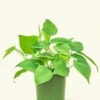 Sweetheart Philodendron, Small -Home Living Store 4PHILODENDRON CORDATUM 1 ac2ad2f3 8b8f 4a3b 8ab9 ed3f219d84bf