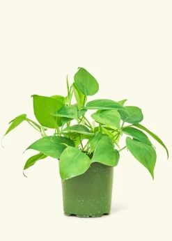 Sweetheart Philodendron, Small
