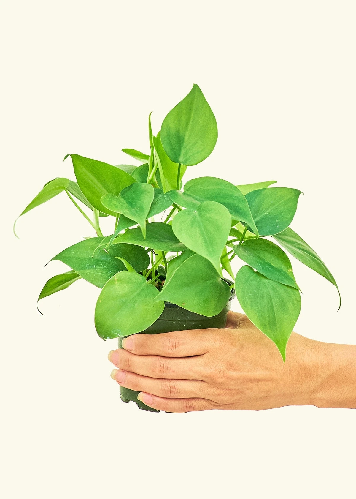 Sweetheart Philodendron, Small 4 Sweetheart Philodendron, Small - Image 2