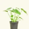 Monstera Swiss Cheese Plant, Small -Home Living Store 4PHILO MONSTERA 1 5d4f8e8b 851d 4215 aaad 3dfe0d267823
