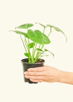 Monstera Swiss Cheese Plant, Small -Home Living Store 4PHILO MONSTERA 2 9cfb7c8c 2ff3 488c 92b3 b460690d746a