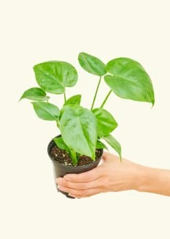 Monstera Swiss Cheese Plant, Small -Home Living Store 4PHILO MONSTERA 3 fda2207c 0a24 4f41 a6b8 db729647c65b