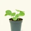Chinese Money Plant, Small -Home Living Store 4PILEA PEPEROMIOIDES 1 1